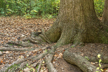 Baumwurzeln fest mit herbstlicher Erde
