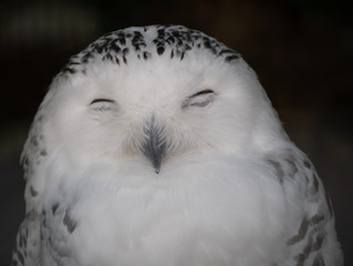Snow owl in the Zagreb city zoo