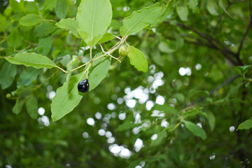 Ripe Santalum album fruit with leaves
