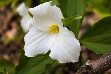 white flower trillium in the garden