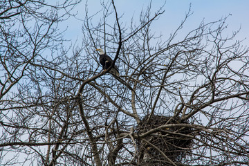 eagle on guard