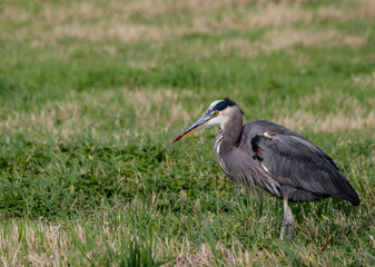hunting heron