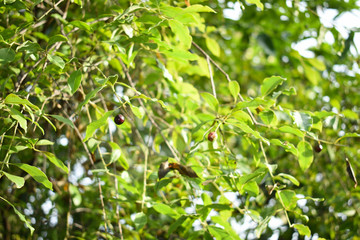 Dried ripe santalum album sandalwood fruit and leaves
