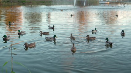 Inhabitants of the lake in the city park
