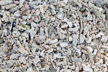 Seashells and sand background. Colorful shells. Beach texture.