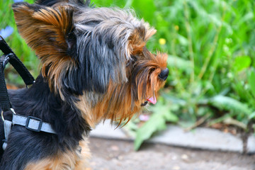 Dog breed Yorkshire Terrier