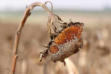 Ausgereifte Sonnenblumen im Herbst