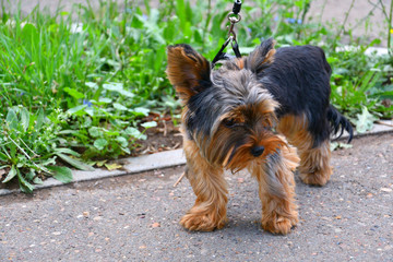 Dog breed Yorkshire Terrier