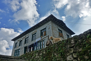Gentil chien rencontré lors de notre trek au Népal