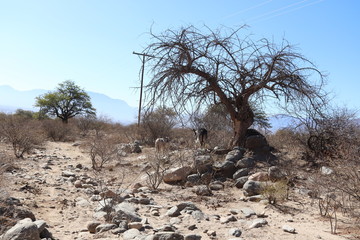 tree in desert