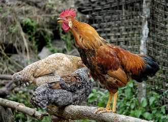 Poules et coq croisés sur les chemins menant au camp de base de l'Everest au Népal
