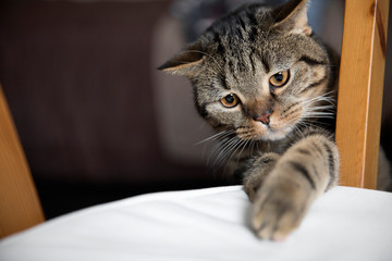 British cat steals a small piece of food.