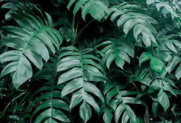 Fototapeta na wymiar Creative tropical green leaves layout. Concept : Green leaves background / Nature spring..