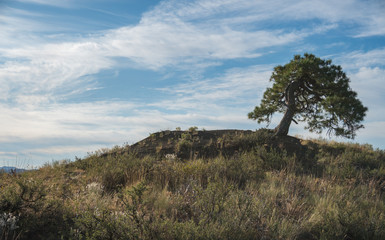 Lone Tree stands tall resembling Bonsai on a brush covered hill with a bright blue cloud-filled sky in the Cascade Mountain Range of Washington State near the Okanogan-Wenatchee National Forest