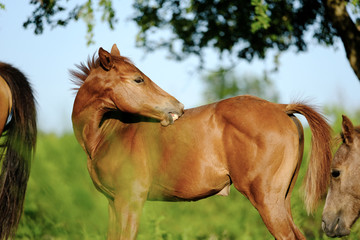 Chestnut filly horse scratching an itch. - obrazy, fototapety, plakaty