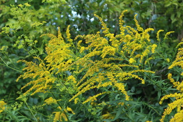 Small yellow flowers autumn colours close up grass macro blooming bright colors background