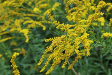 Small yellow flowers autumn colours close up grass macro blooming bright colors background