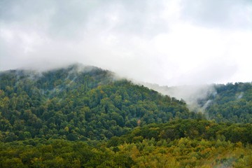 Obraz premium Fog over the forest