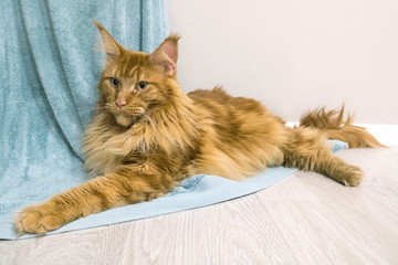 Young large red marble Maine coon cat majestically lies on draped fabric on the floor