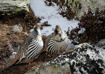 Tétraogalles du Tibet - Tetraogallus tibetanus - croisées dans les montagnes de l'Himalaya au...