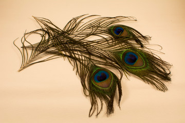 Beautiful peacock feathers lie on the table