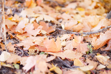 foliage tree leaves yellow autumn background close up with blurred background
