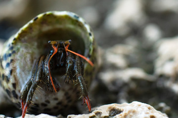 A small hermit crab looks out of the shell. You can see the eyes on the stems, claws, and antennae of the organs of touch and smell. Macro mode. Selective focus. Copy space.
