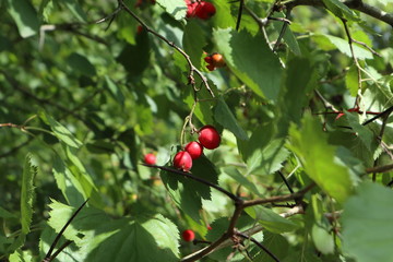 Red hawthorn berries with green leaves nature garden close-up bright sunny healthy food autumn harvest image
