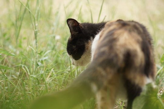 Cat eats fresh grass in the garden. Pregant kitty behavior.