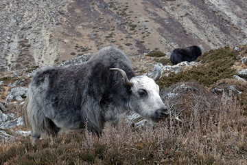 Fototapeta premium Yak rencontré lors d'un trek au Népal en route vers l'Everest
