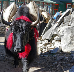 Yak rencontr&eacute; lors d'un trek au N&eacute;pal en route vers l'Everest