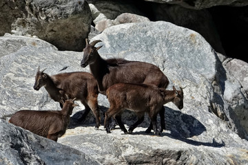 Le Tahr de l’Himalaya dans la région de l'Everest au Népal
