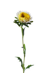 white chinese aster isolated on white background