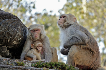 Naklejka premium Macaque rencontré au Temple de Pashupatinath à Katmandou au Népal