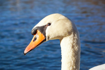 the head of a white swan on a background of blue water, drops on feathers, a red beak, close-up, a symbol of purity and fidelity