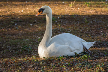 Swan 8