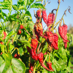 Dry wilted hot red bell pepper grows in the field. Vegetable disease. Global warming and poor harvest. Agribusiness. Agro industry. Growing Organic Vegetables. Agriculture and farming