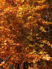 Beautiful autumn yellow leaves on the trees. The magic of autumn colors.