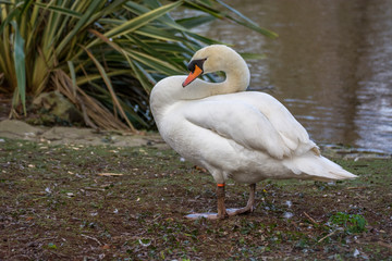 Obraz premium Swan 3