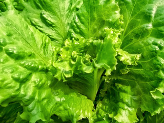 Green pattern of the romaine lettuce leaf, close-up. Abstract natural background, organic healthy food concept