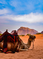Camel in Wadi rum desert in Jordan