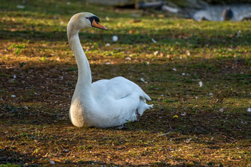 Swan 7