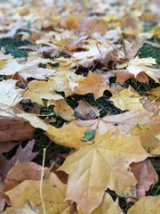 Beautiful autumn yellow leaves on the trees. The magic of autumn colors.