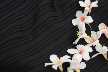 Obraz premium A close-up view of tung blossoms on a black background.