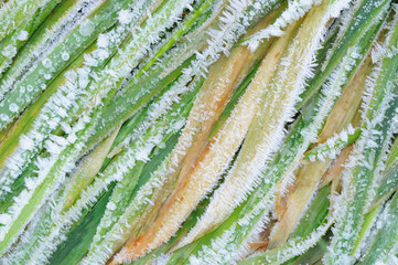 Gras, mit Eis bedeckt