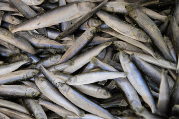 Obraz premium Fresh small fish background. Anchovy, sprat or capelin fish flatlay.