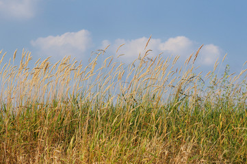 Obraz premium Wiese am Rhein