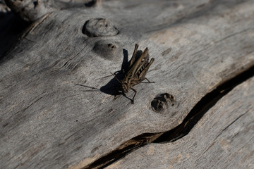  grasshopper in a park on a log