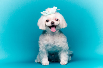 dog,반려견,강아지,멍멍이,푸들,포유동물,애견미용,애견,강아지,멍멍,개,귀여운,반려견사진,귀여운강아지,새끼강아지,pet,애완동물