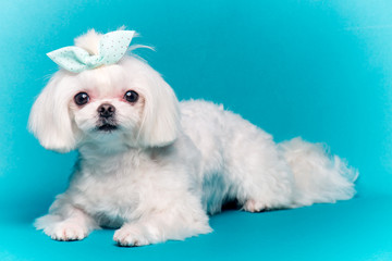 dog,반려견,강아지,멍멍이,푸들,포유동물,애견미용,애견,강아지,멍멍,개,귀여운,반려견사진,귀여운강아지,새끼강아지,pet,애완동물